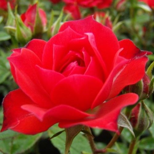 Rosen Online Gärtnerei - zwergrosen - rot - Rosa Detroit™ - diskret duftend - - - Geeignet für Randdekoration, gruppenweise angelegt, üppige, winzige Blüten.